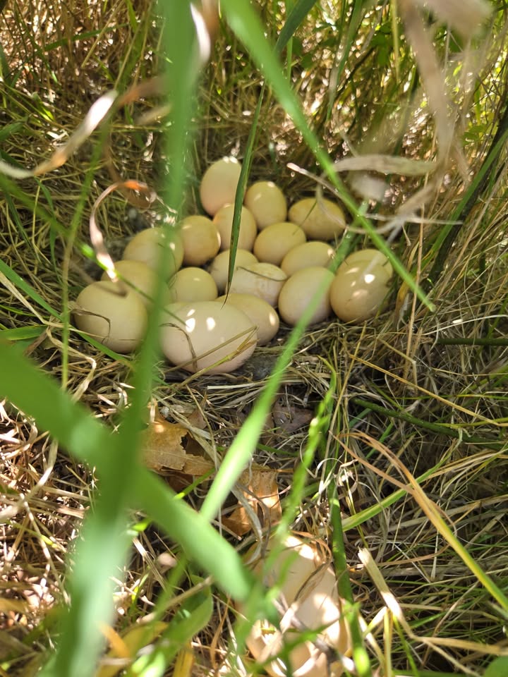 Sometimes you reach into a bramble bush and come out with a handful of berries, and sometimes you come out with an angry...